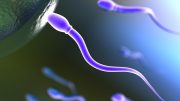 Sperm Illustration