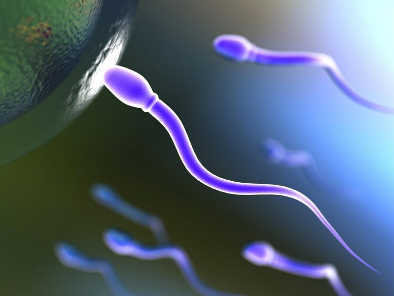 Sperm Illustration