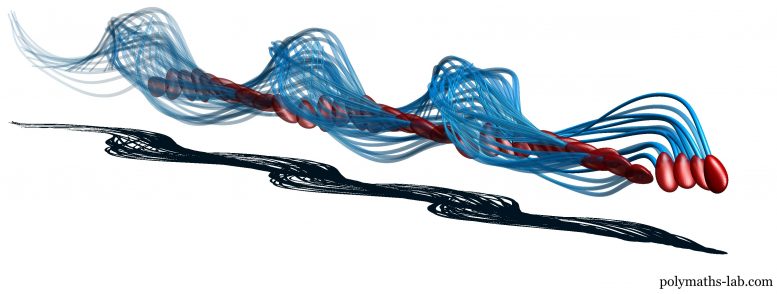 Sperm Tail Moves 3D