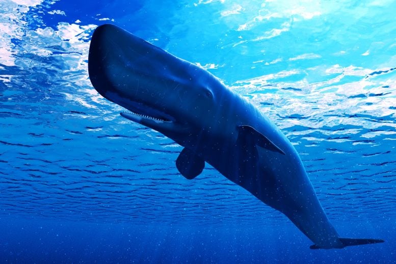 Sperm Whale Illustration