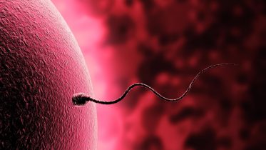 Scientists Identify Key Cause of Female Infertility