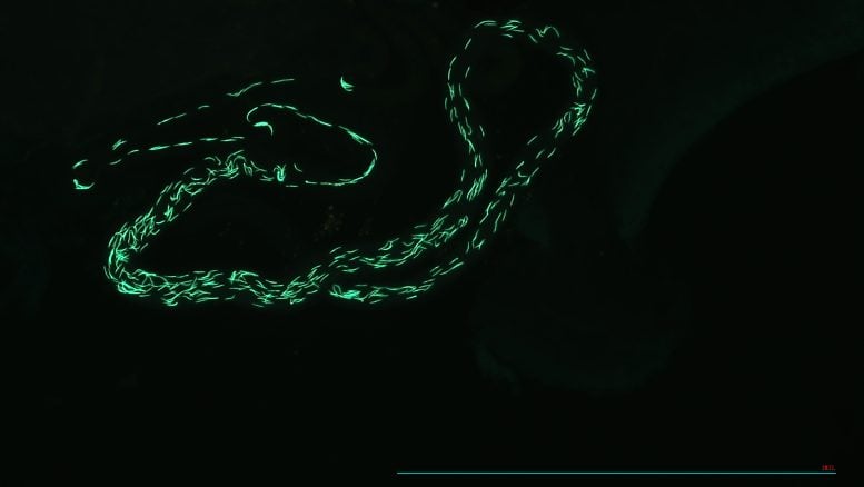 Sperm in the Seminal Receptacle Female