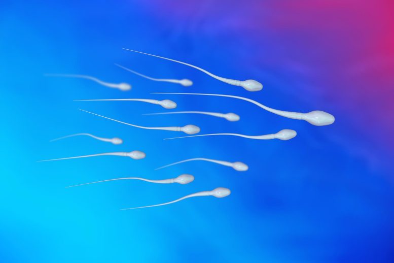 Spermatozoa Sperm Cells