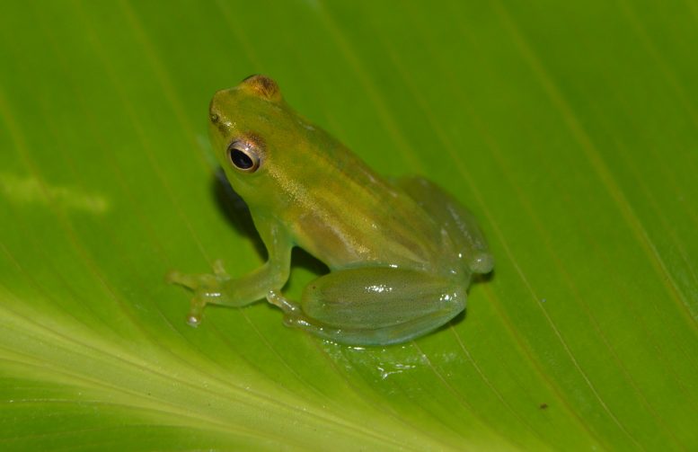 Sphaenorhynchus carneus Frog