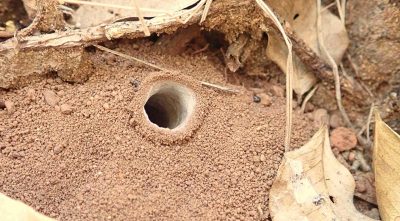 Scientists Discover Two Bizarre New Species of Trapdoor Spiders in