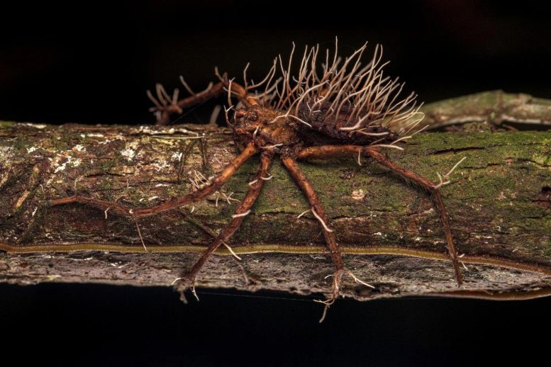 Araignée vaincue par un champignon parasite