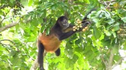 Spider Monkey Eating Fruit in Panama