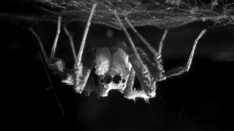 Spider Portia fimbriata
