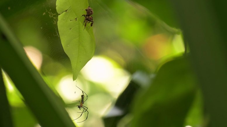 Spider Portia fimbriata Hunting