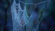 Spider Silk Key to New Bone-Fixing Composite