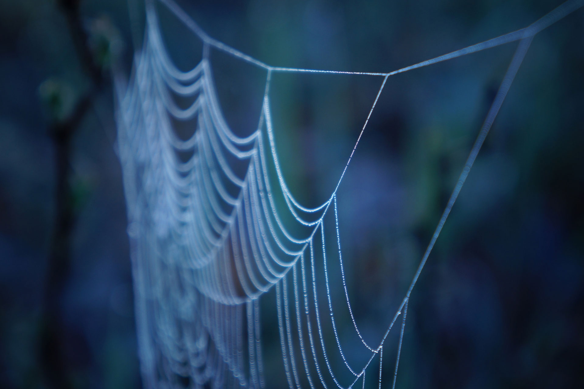 The Chemistry, Biology & Engineering That Make Spider Webs Awesome