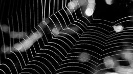 Spider Web Darkness