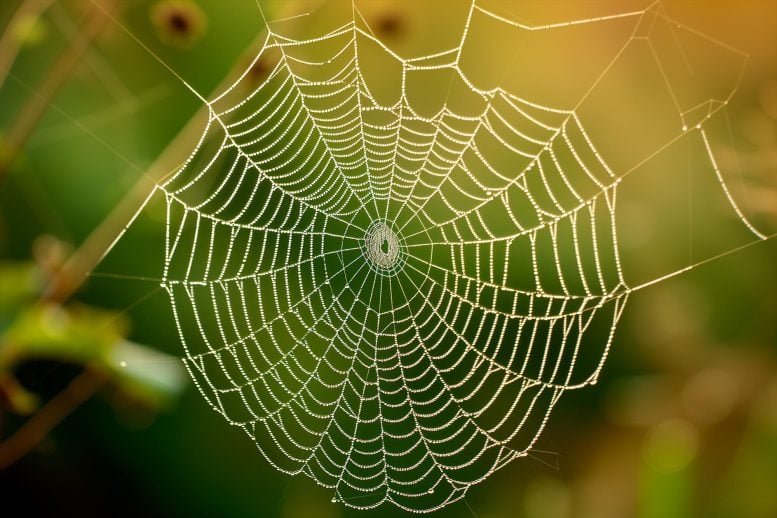 Spider Web Dew Concept Art Illustration