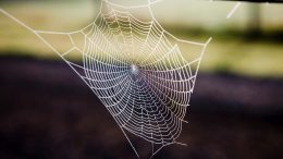 Spider Web Silk