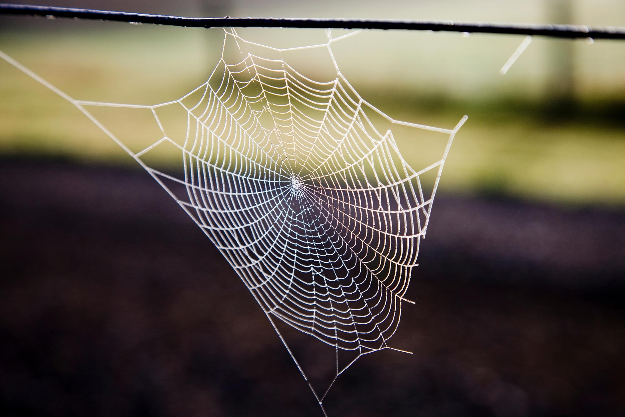 Scientists reveal spiders' web-making secrets •