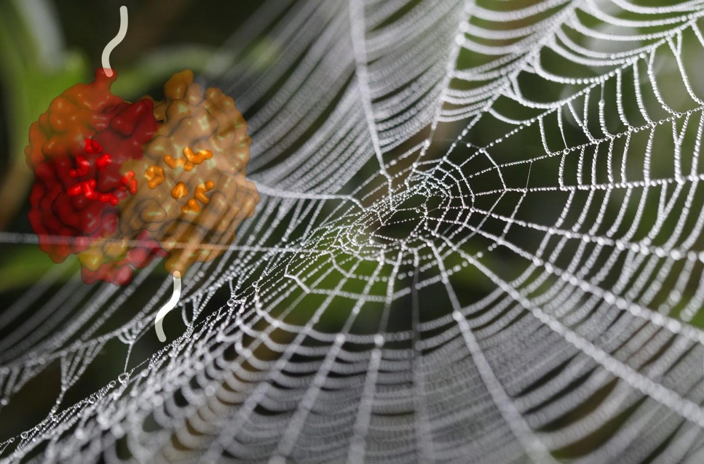 New Research Finally Explains Why Spider Silk Is So Incredibly Tough