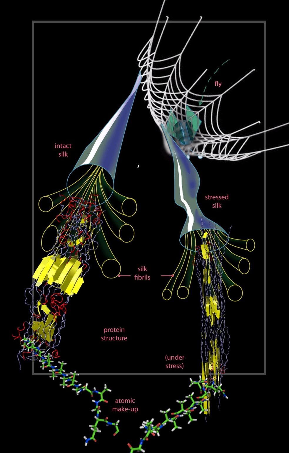 Researchers Use Computer Simulations to Better Understand Spider Silk