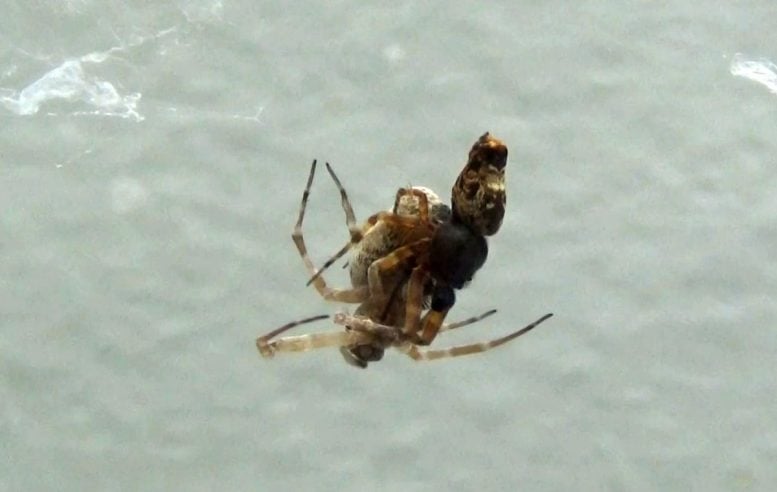Spiders Mating