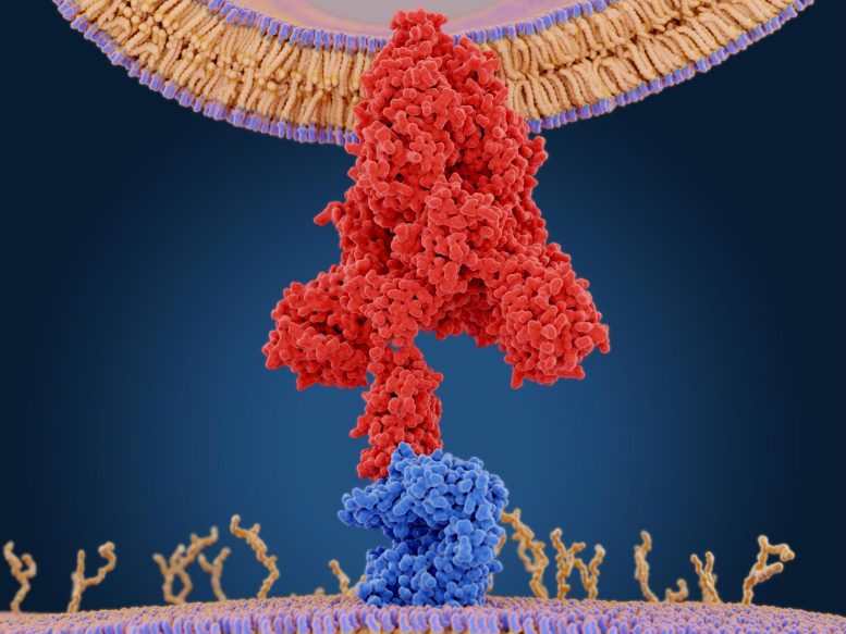 Spike protein posreduje vnos koronavirusa v gostiteljske celice