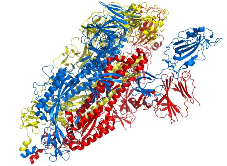 Spike Protein Structure 6vyb Side View