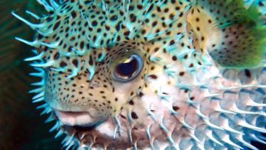 Spiky Porcupinefish