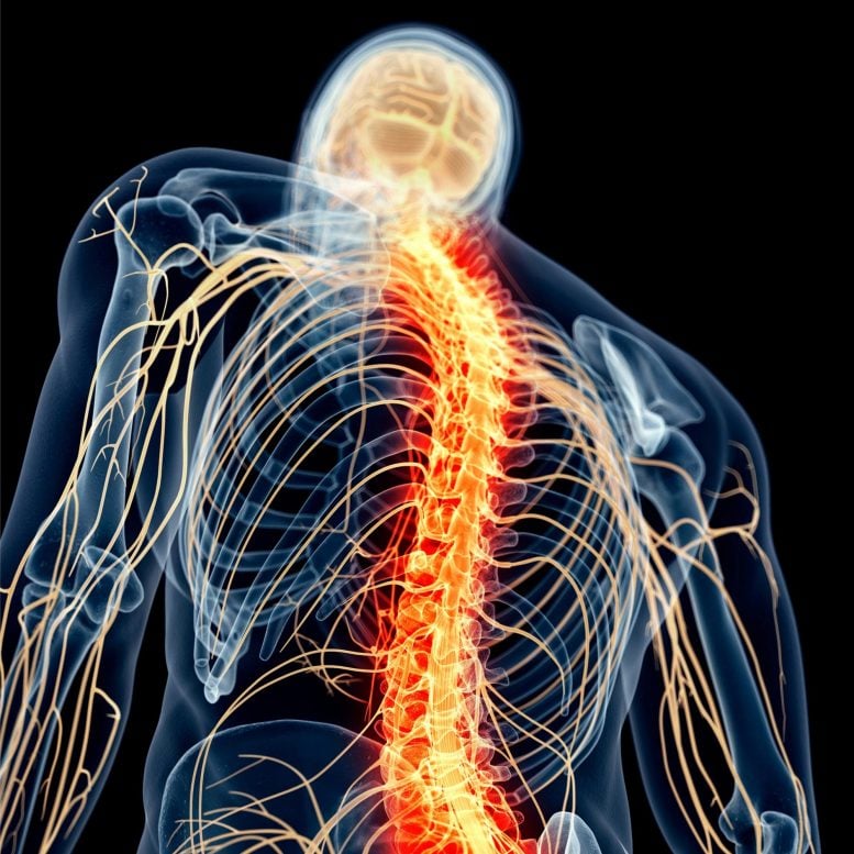 Spinal Cord Nerve Pain