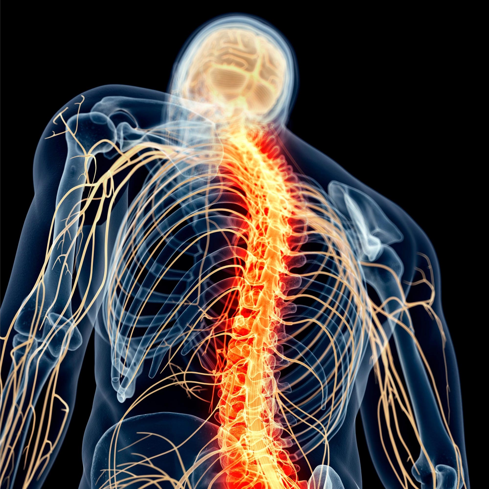 https://scitechdaily.com/images/Spinal-Cord-Nerve-Pain.jpg