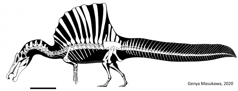 Spinosaurus Skeleton
