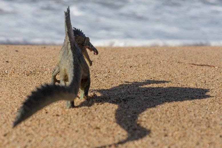 Spinosaurus Walking
