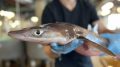 Spiny Dogfish