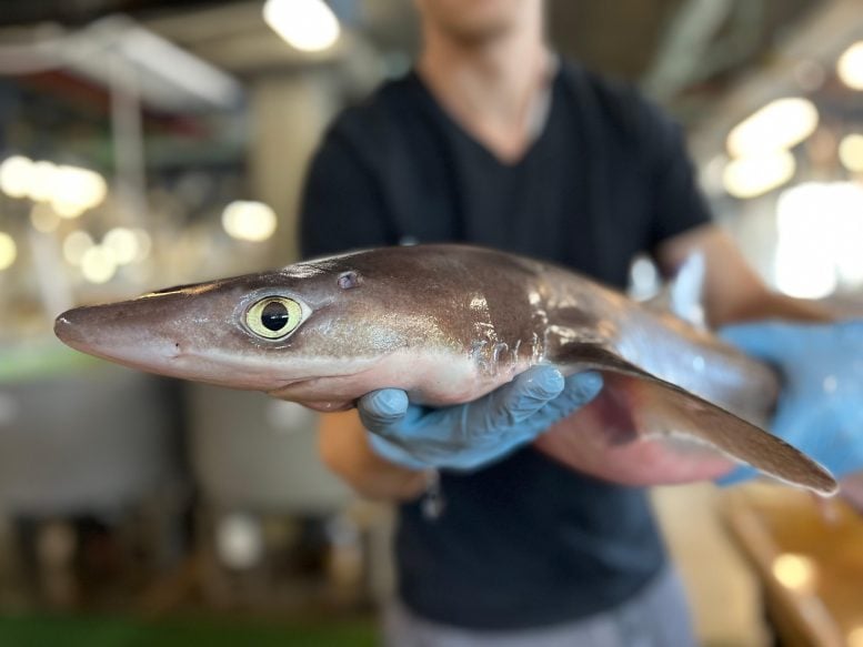 Revelados los secretos de la piel de tiburón: ¿el próximo milagro médico?
