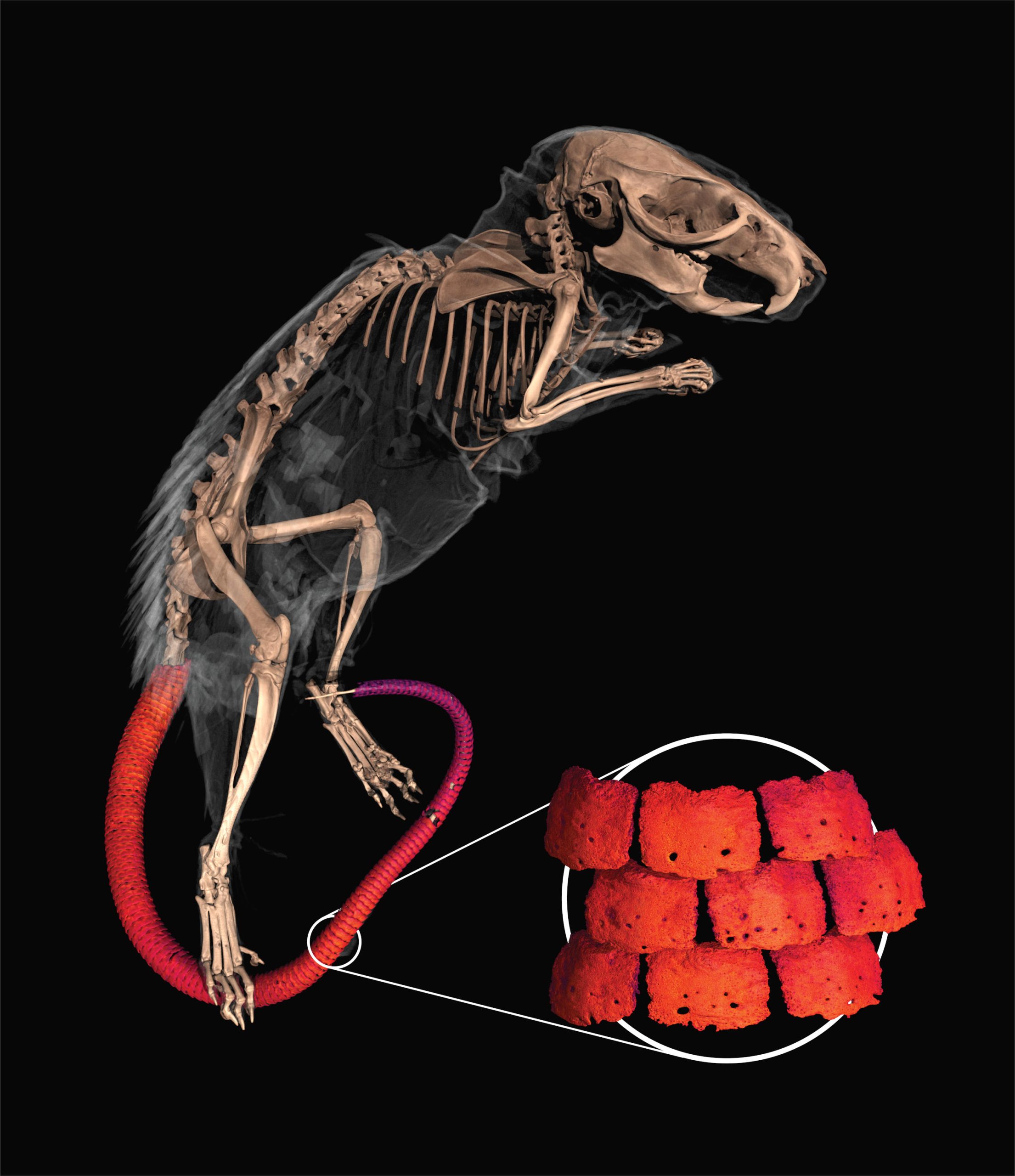 Escudo umbilical de la rata espinosa africana