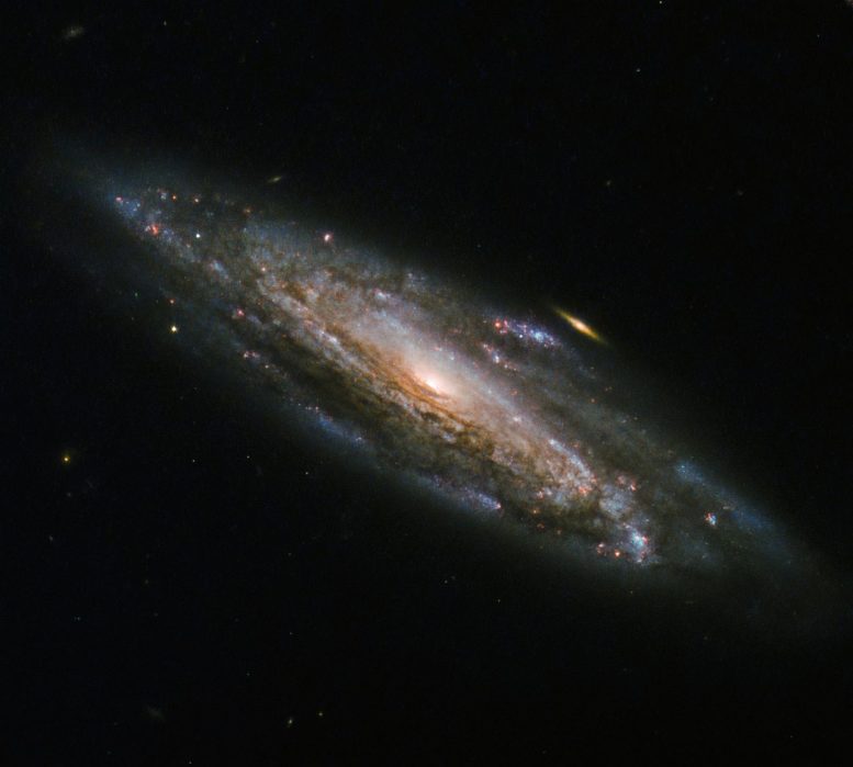 Spiral Galaxy NGC 5559