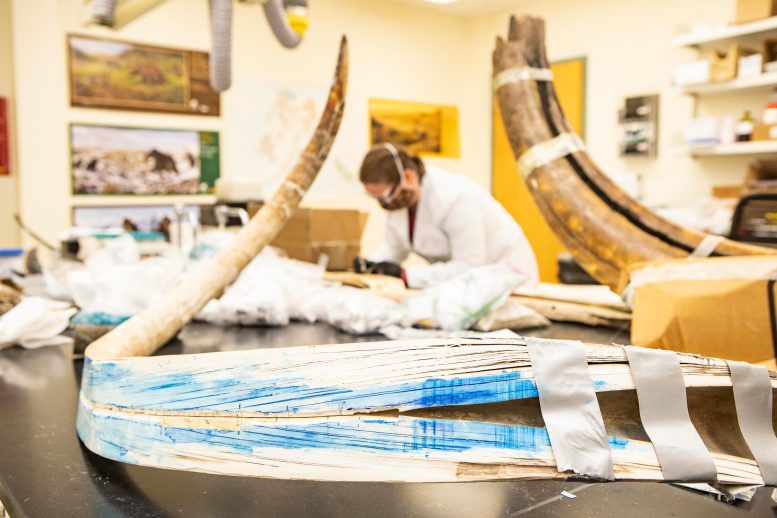 Split Mammoth Tusk Alaska Stable Isotope Facility