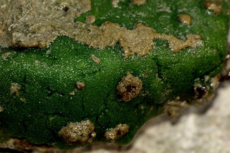 Sponge (Ephydatia muelleri)