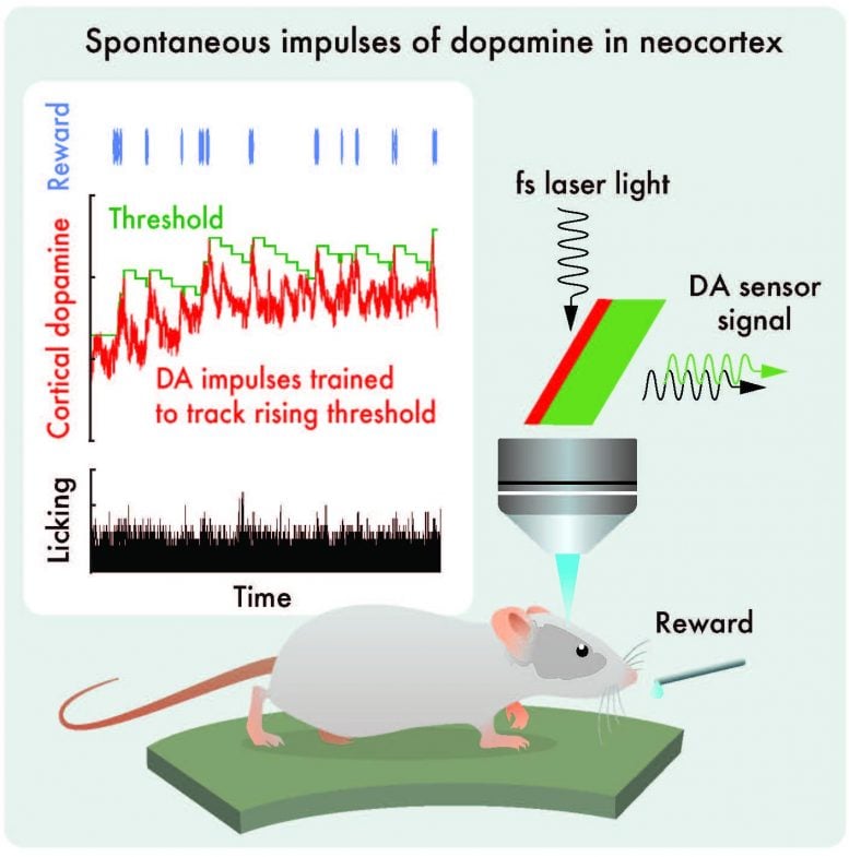 Spontaneous Impulses of Dopamine in Neocortex