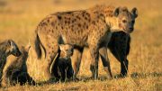 Spotted Hyena and Pups Crop