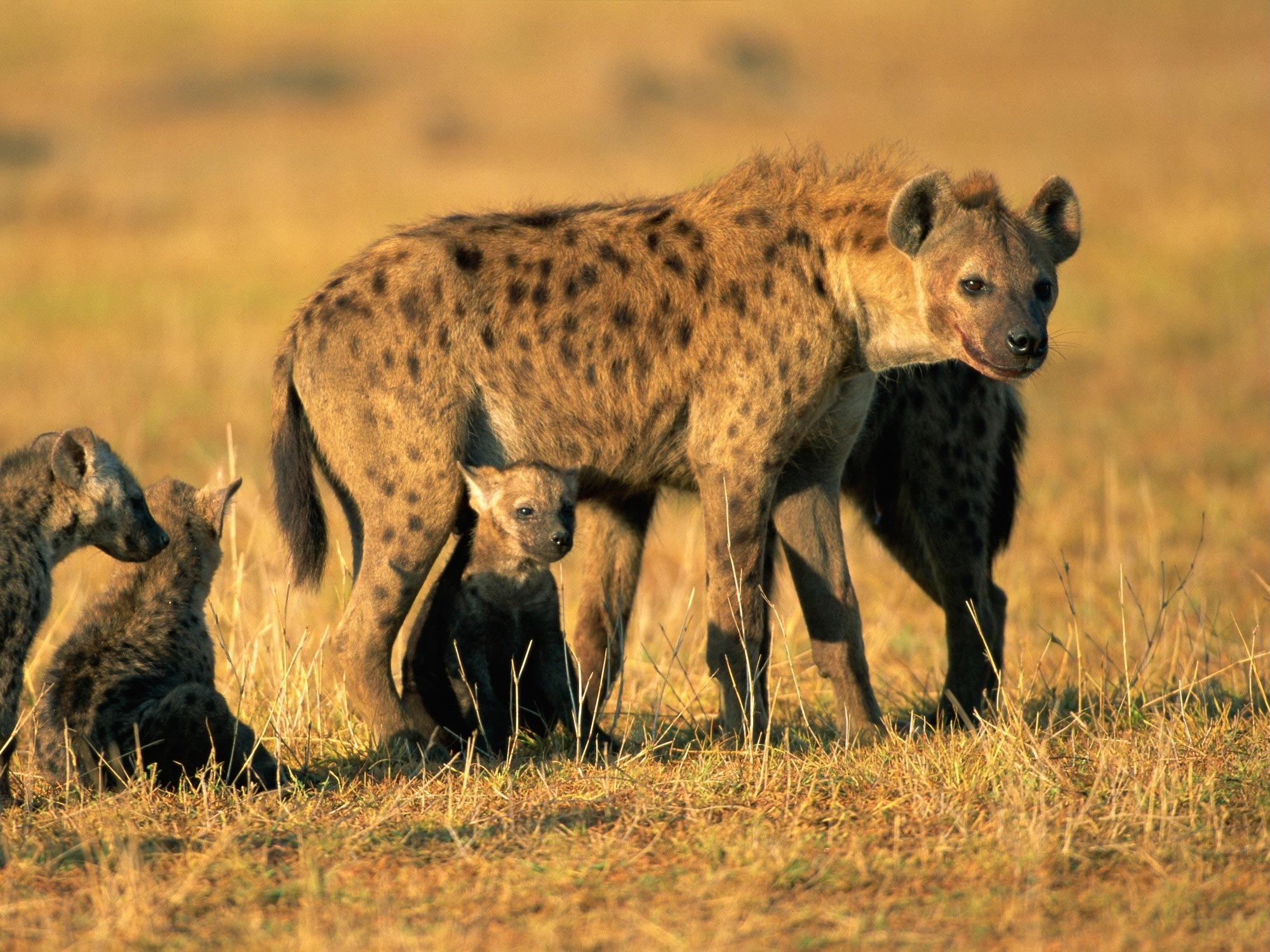Photo of Hyena Life