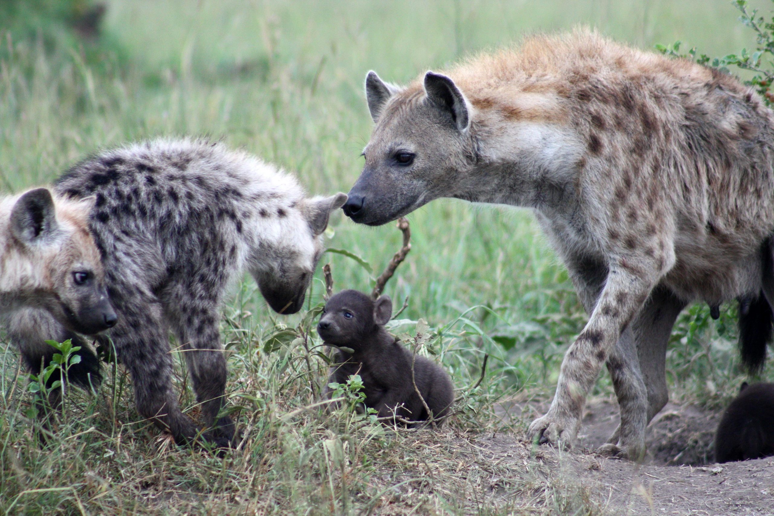 Massive Study Over 27 Years Shows Social Ties and Rank Are Inherited Among Spotted  Hyenas