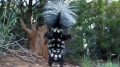 Spotted Skunk Signature Handstand