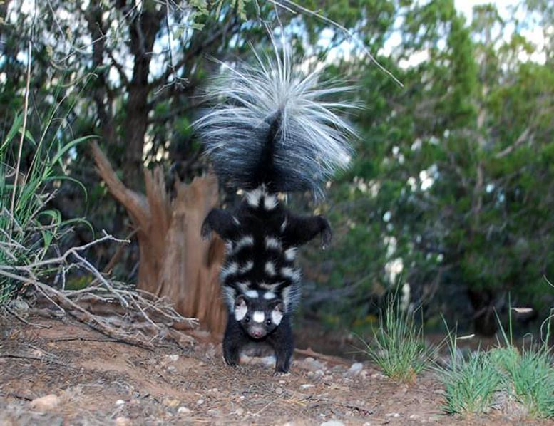 Spotted skunk signature