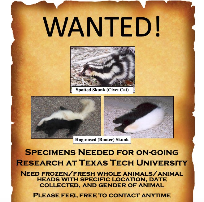Spotted skunk wanted poster