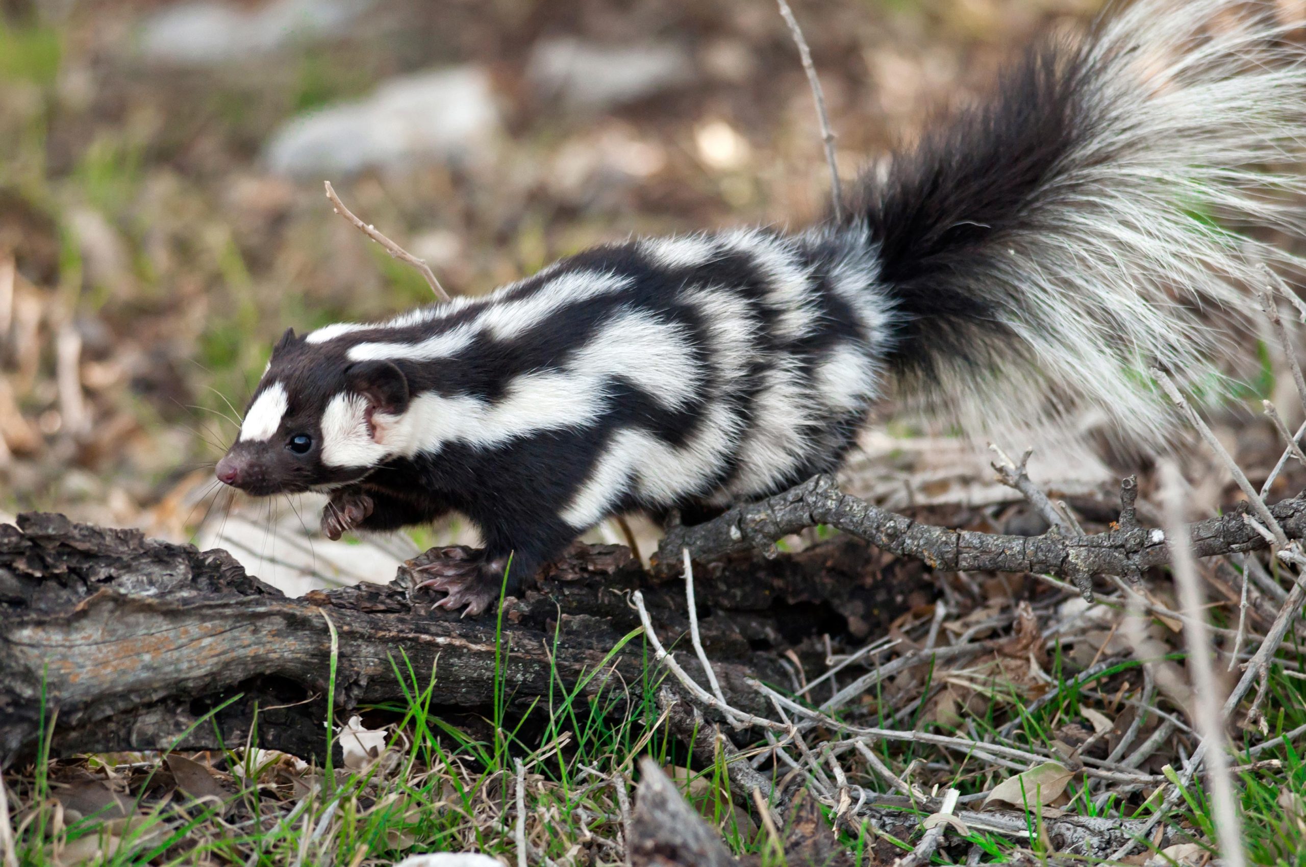 Three New Species of Hand-Standing Spotted Skunks Discovered