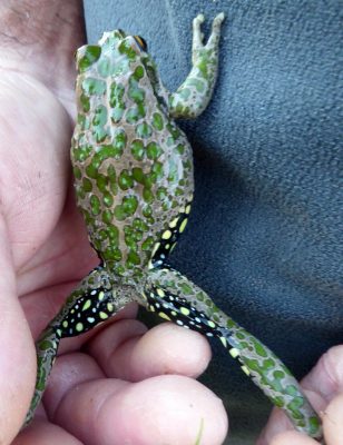Spotted Thighed Frog Spots