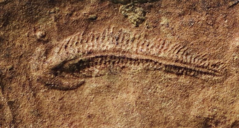 Spriggina floundersi Fossil Impression