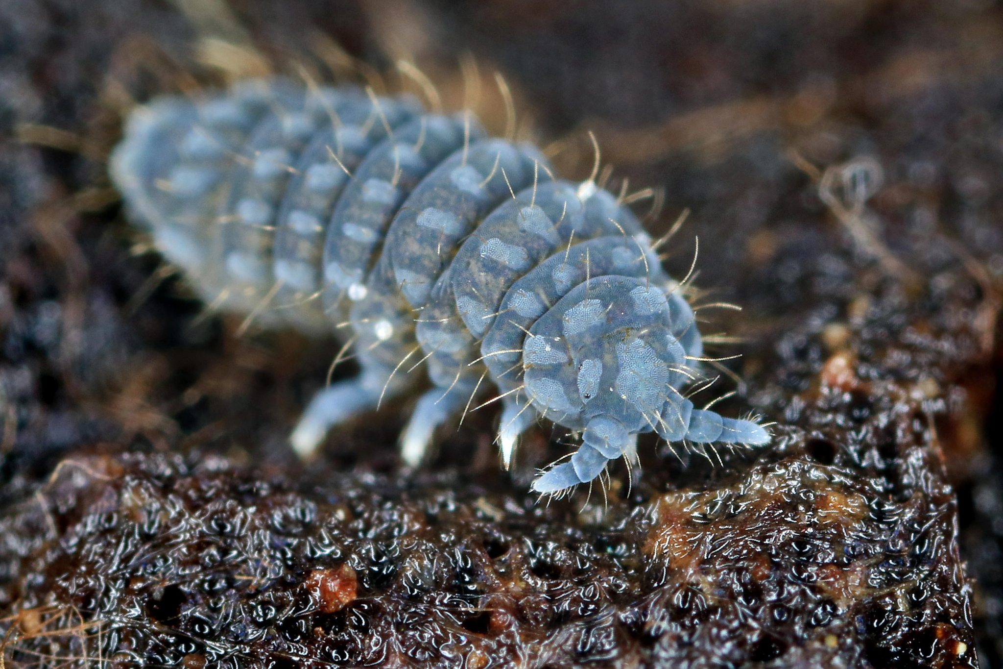 Turn Tail Insect Springtails: The Ancient Masters of Antifreeze and Arctic Survival
