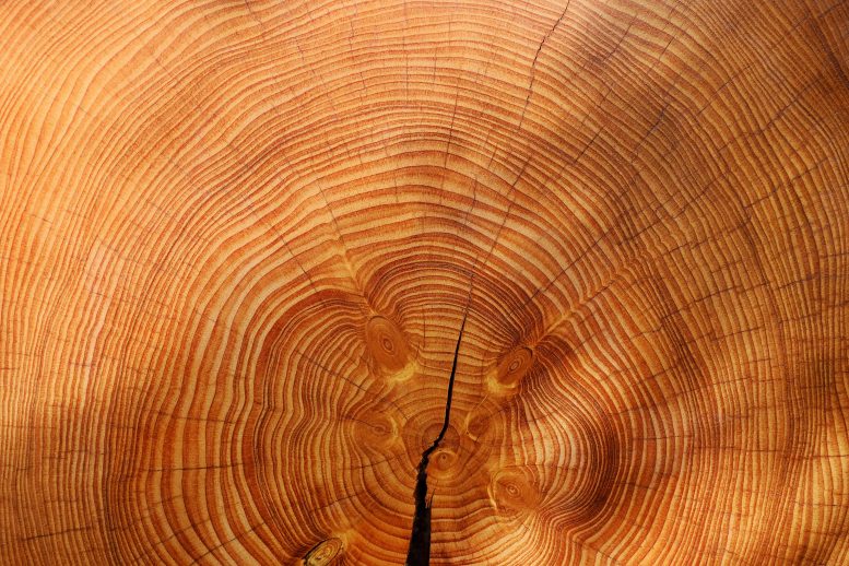 Spruce Tree Rings