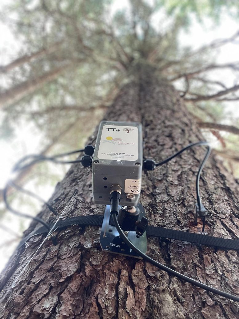 Spruce With Recording Unit Attached