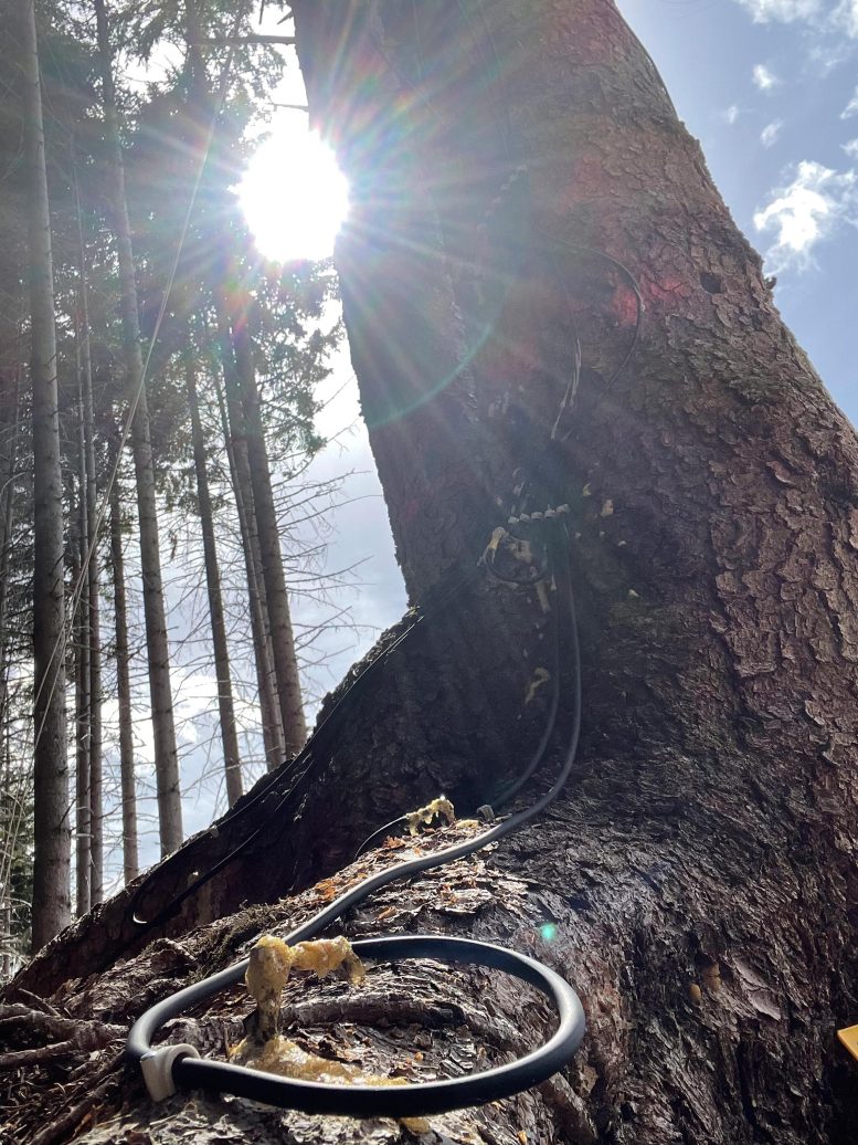 Spruce With Wires Attached
