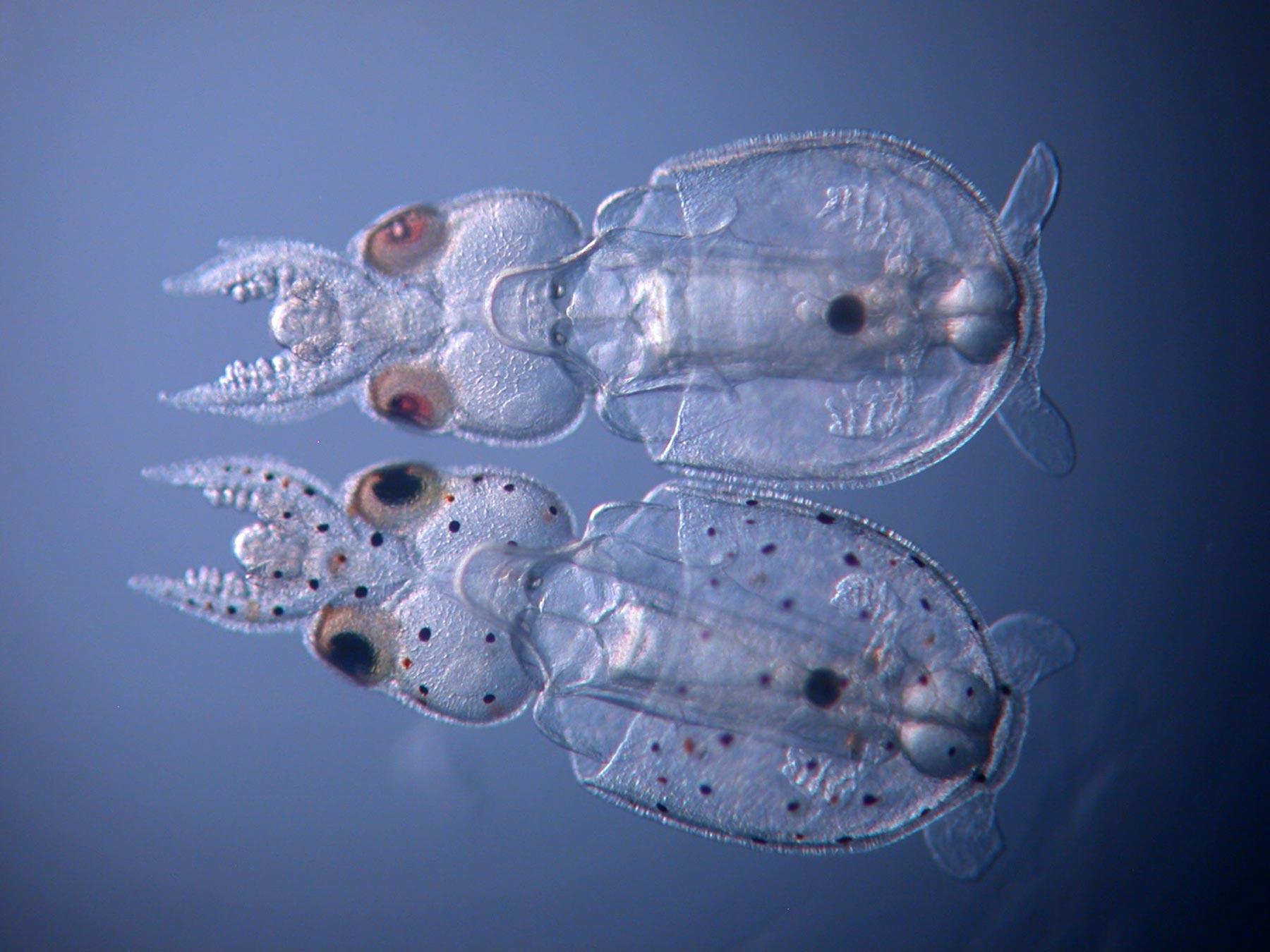 A team at the Marine Biological Laboratory (MBL) has achieved the first gen...